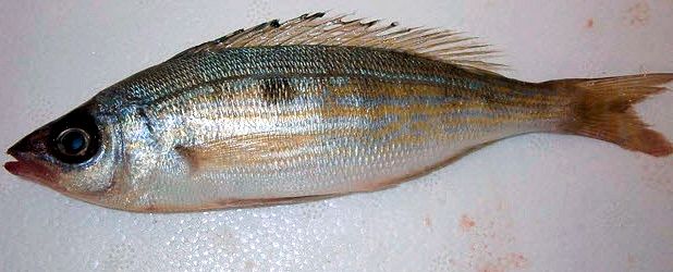 Spicara maena_009